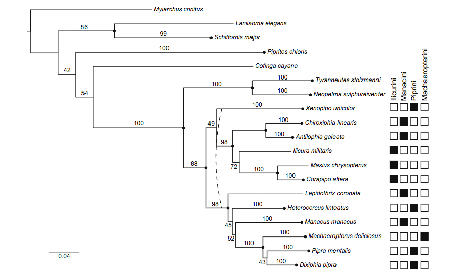 McKay et al. 2010. Molecular Phylogenetics and Evolution 55(2): 733-737.