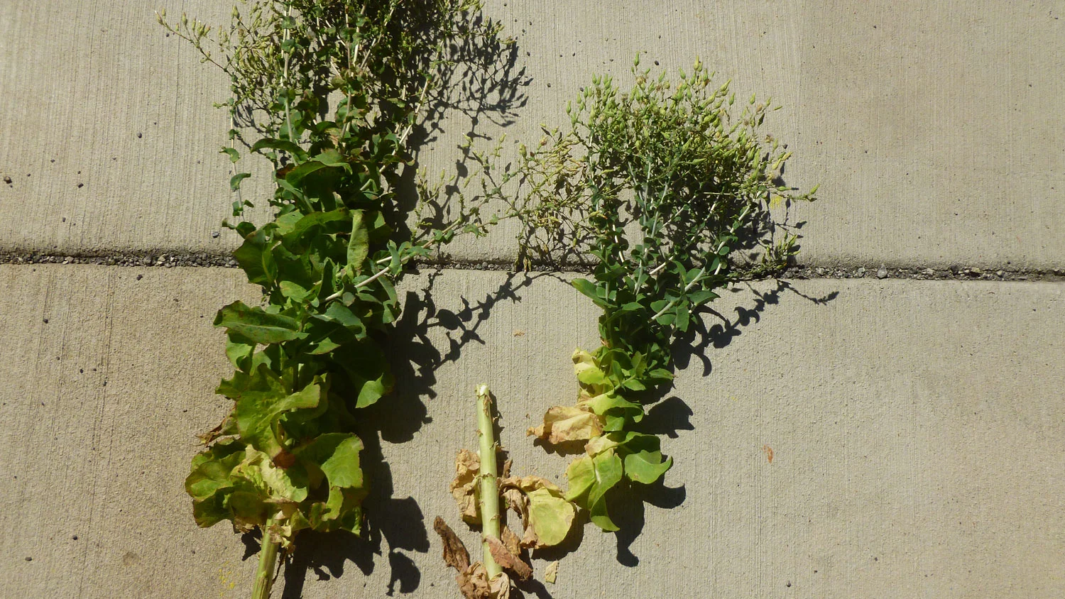 SIS_Garden_39.jpg