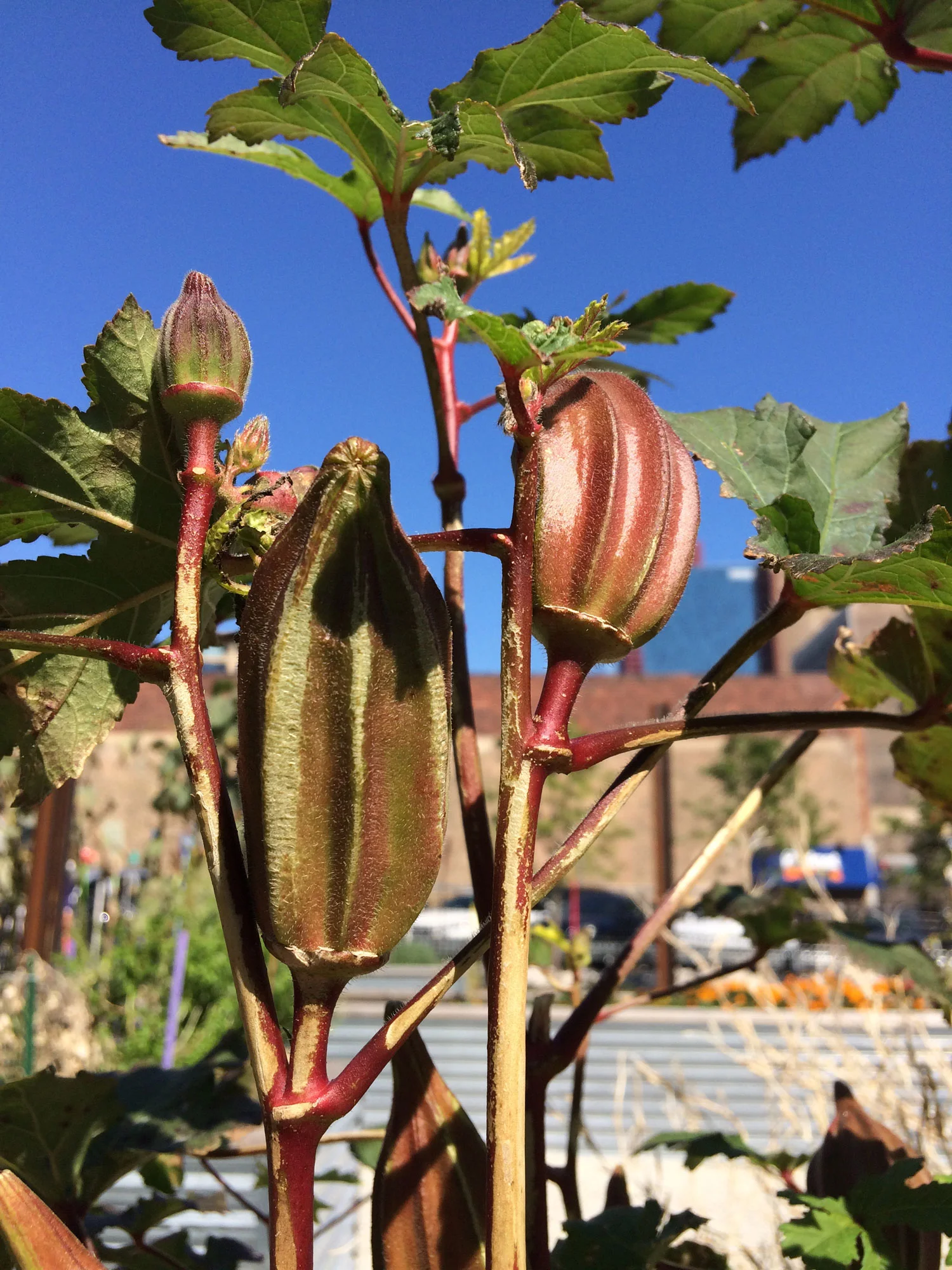 SIS_Garden_59.jpg