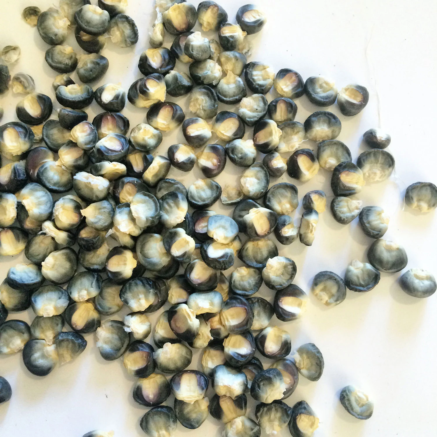 Black Aztec Corn