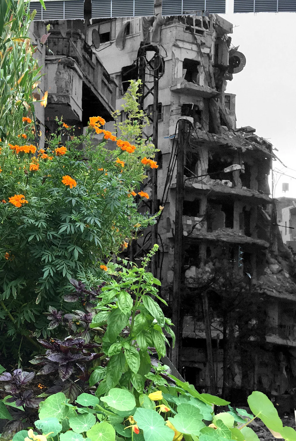 War Gardens: Homs, Syria