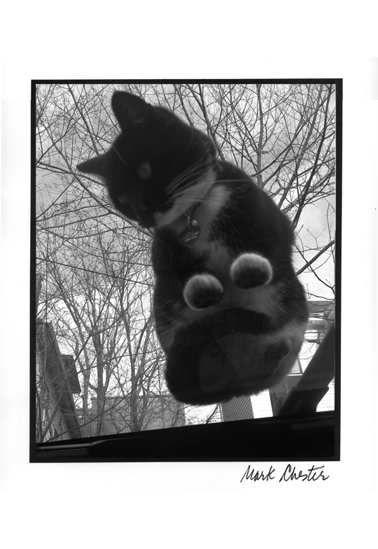 Cat on a Hot Sun Roof
