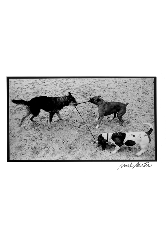 Three Dogs and a Leash