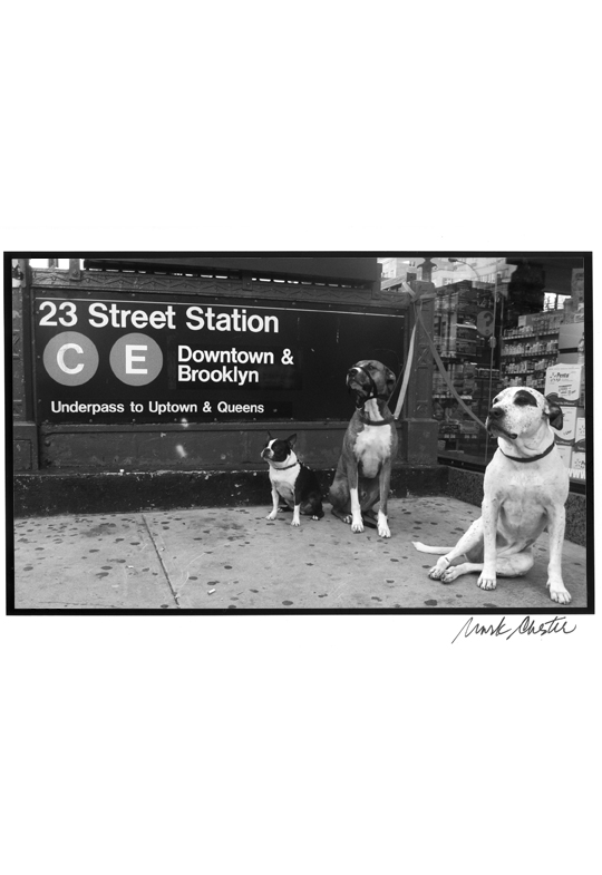 Three Dogs by the Subway