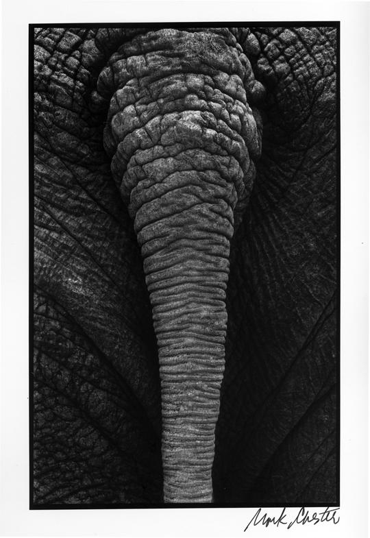 Elephant Tail