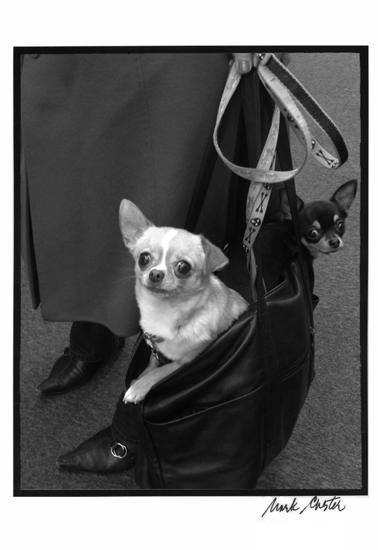 Chihuahua Dogs in Bag