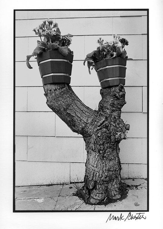 Flower Pots