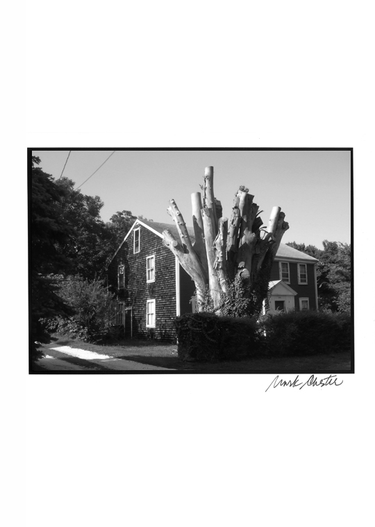 Limbless Tree Trunk