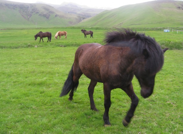 Horse-Farm-Iceland-614x450.jpg