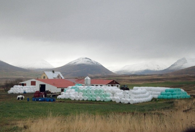 Hay in Plastic