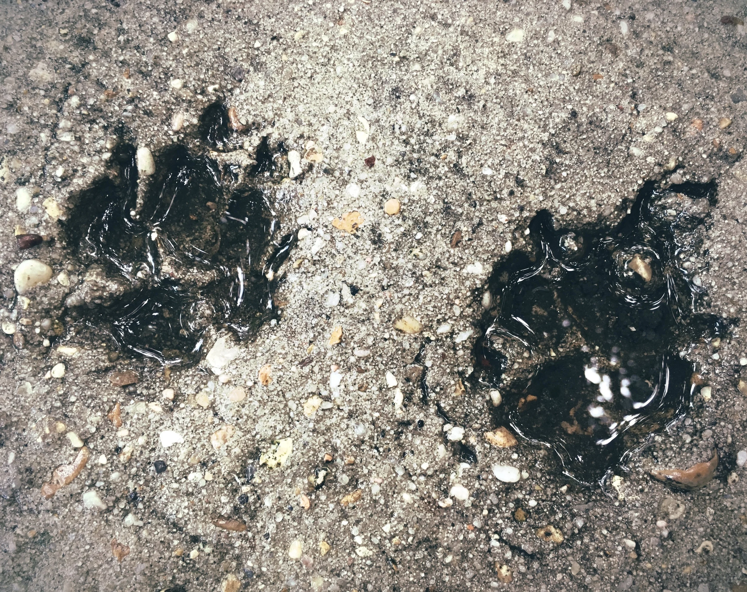 Paw Water.jpg
