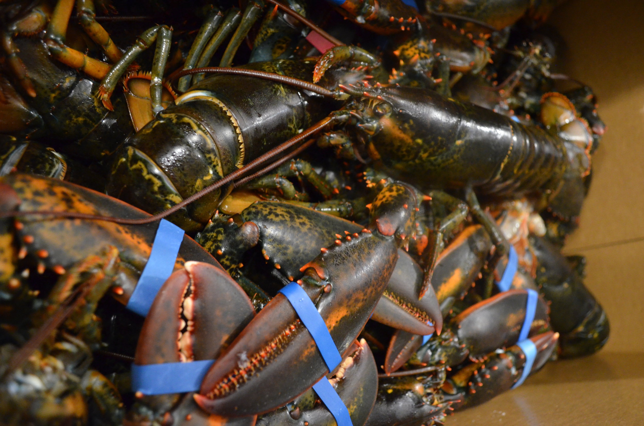 Lobster5.JPG
