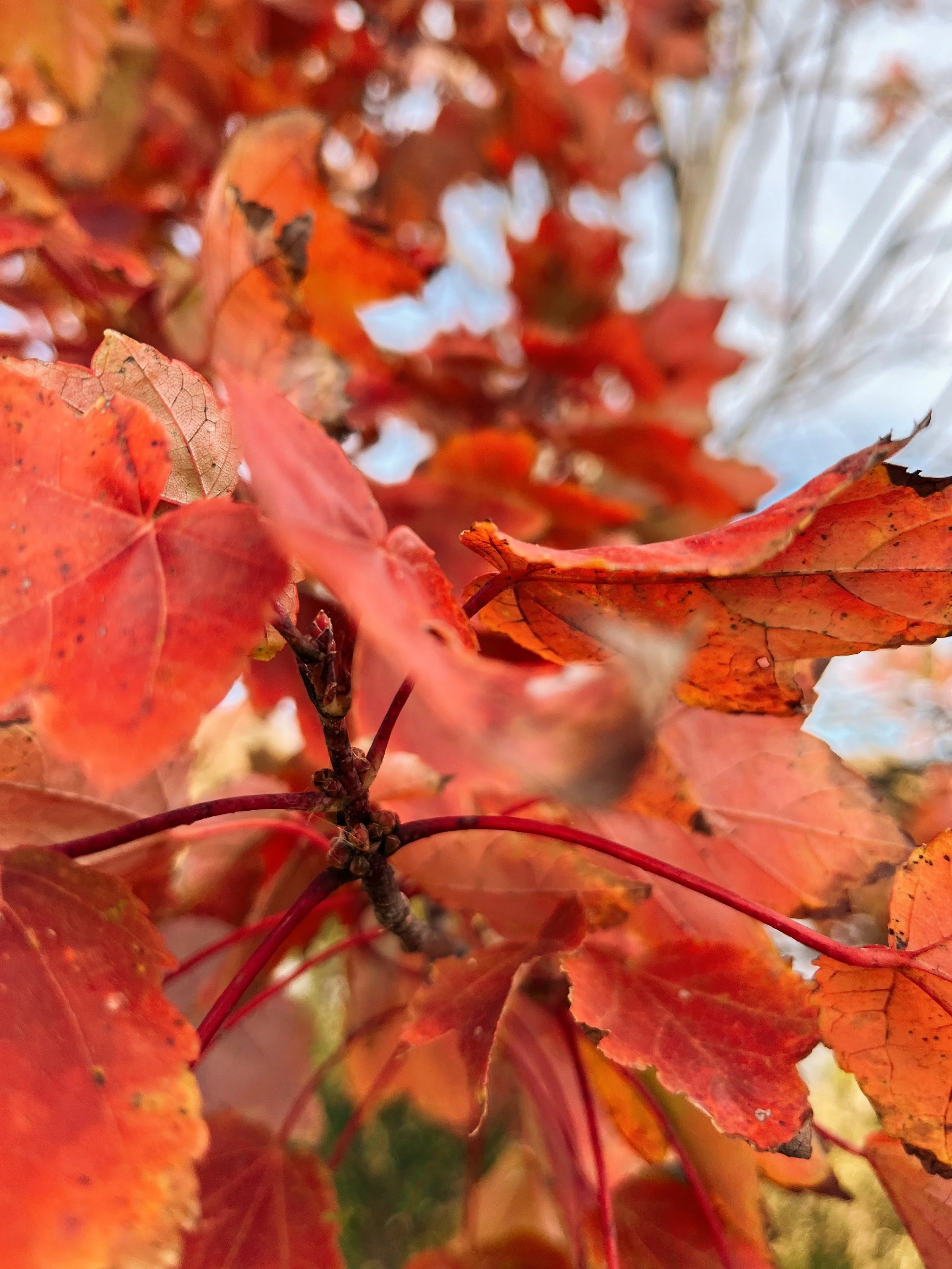E8749076-33AE-4B02-B436-2393F06F17CF.jpeg