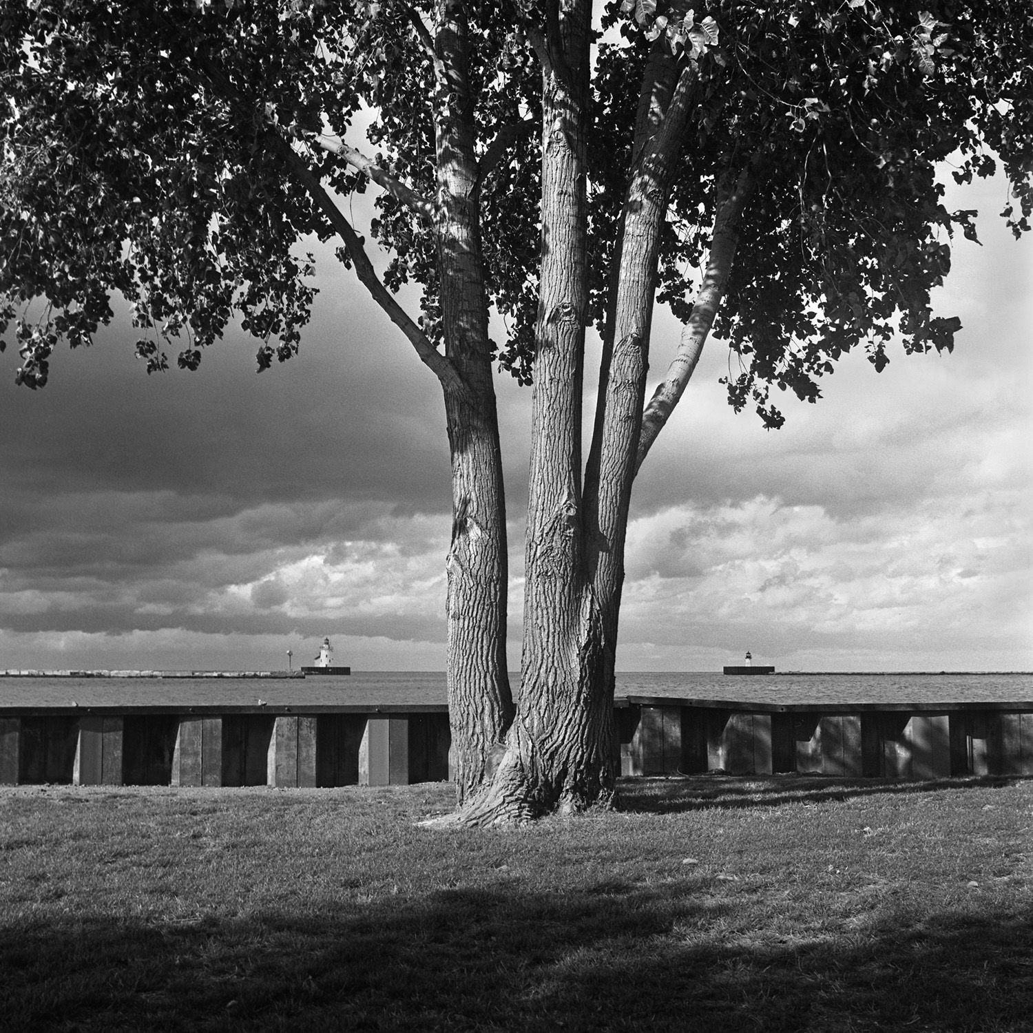  Whiskey Island Tree Cleveland, OH 6x6 BW film 