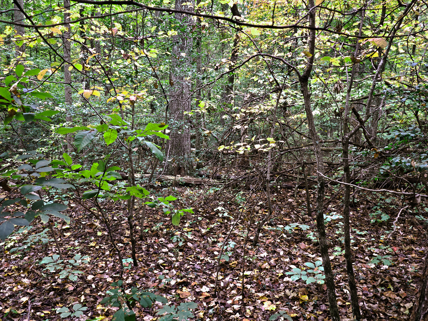  The Wilderness Wilderness National Battlefield 