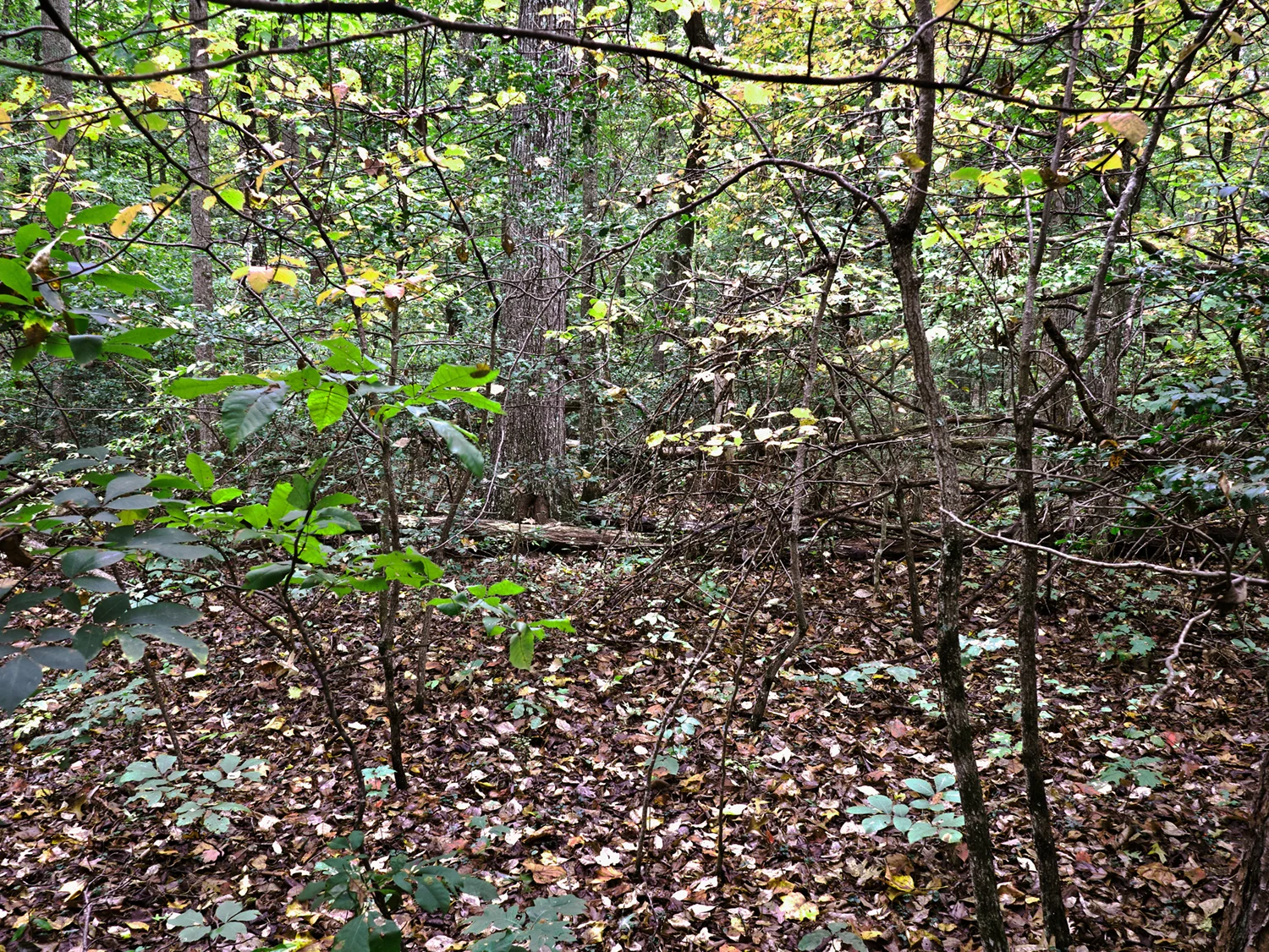 The Wilderness Wilderness National Battlefield