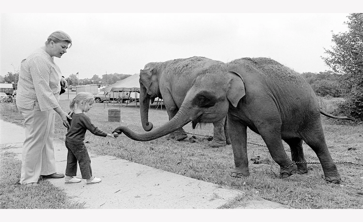 Feeding the Elephant New Jersey 1975