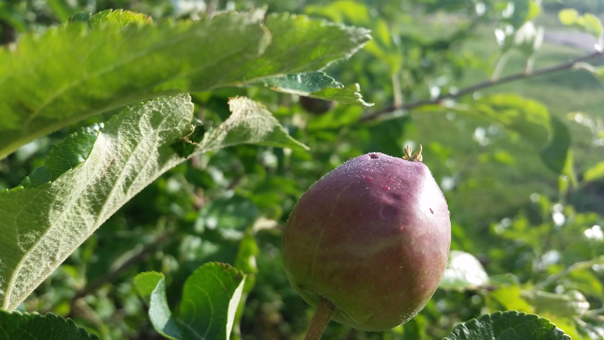 POST-HAILSTORM dents