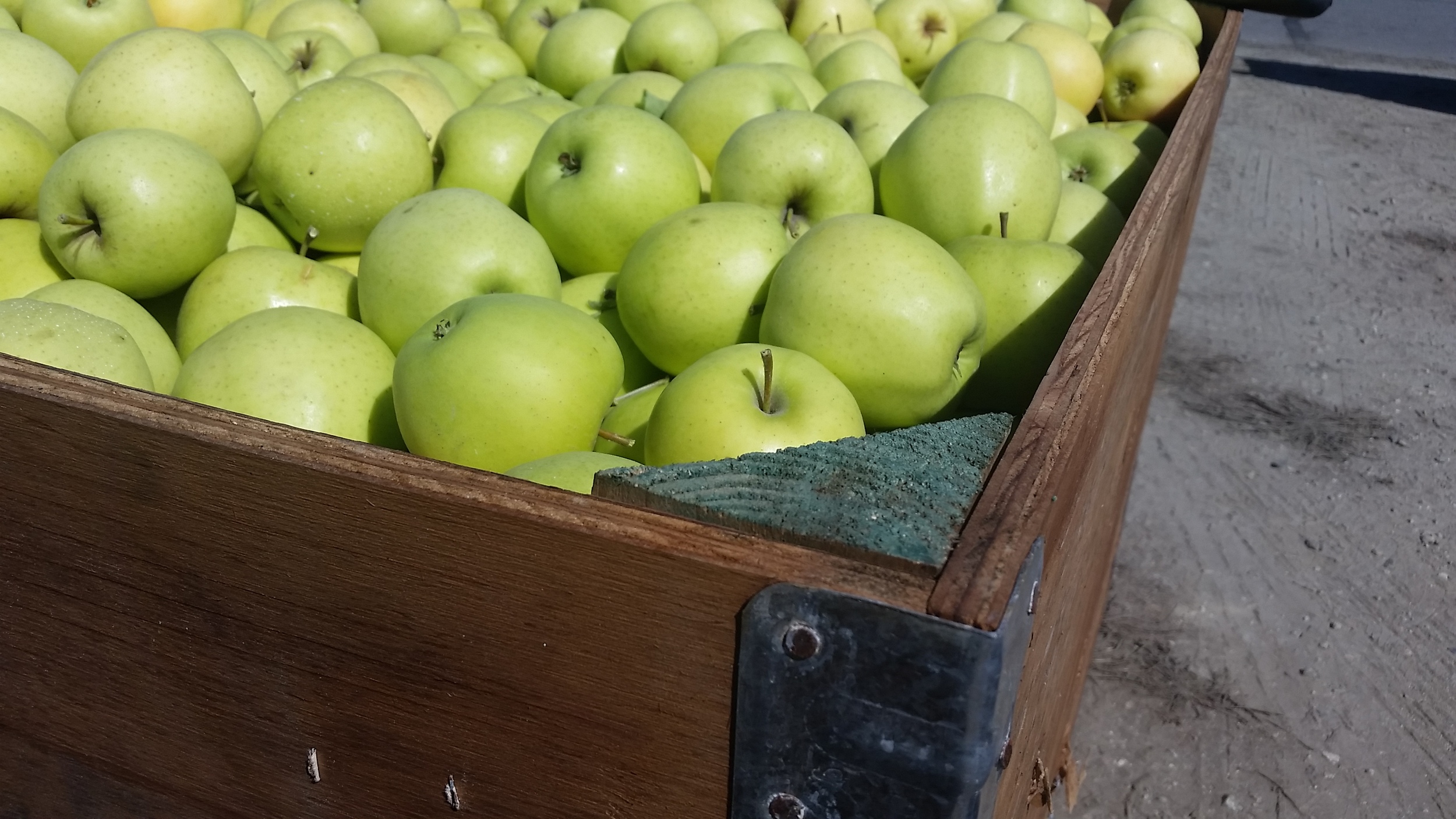 SKin blemishes on goldens. a darker spot is created where hail hit the apple.