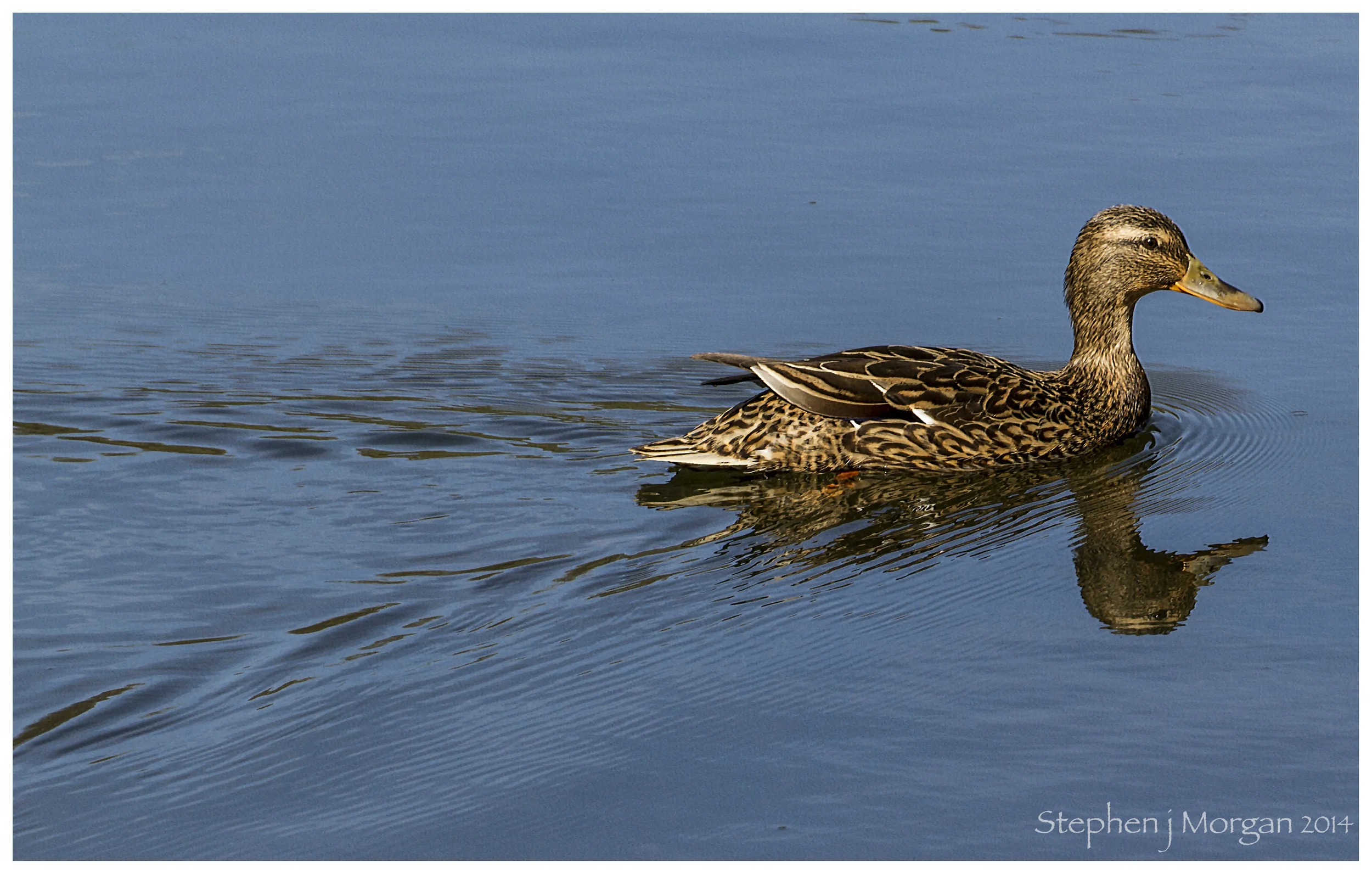 quack.jpg