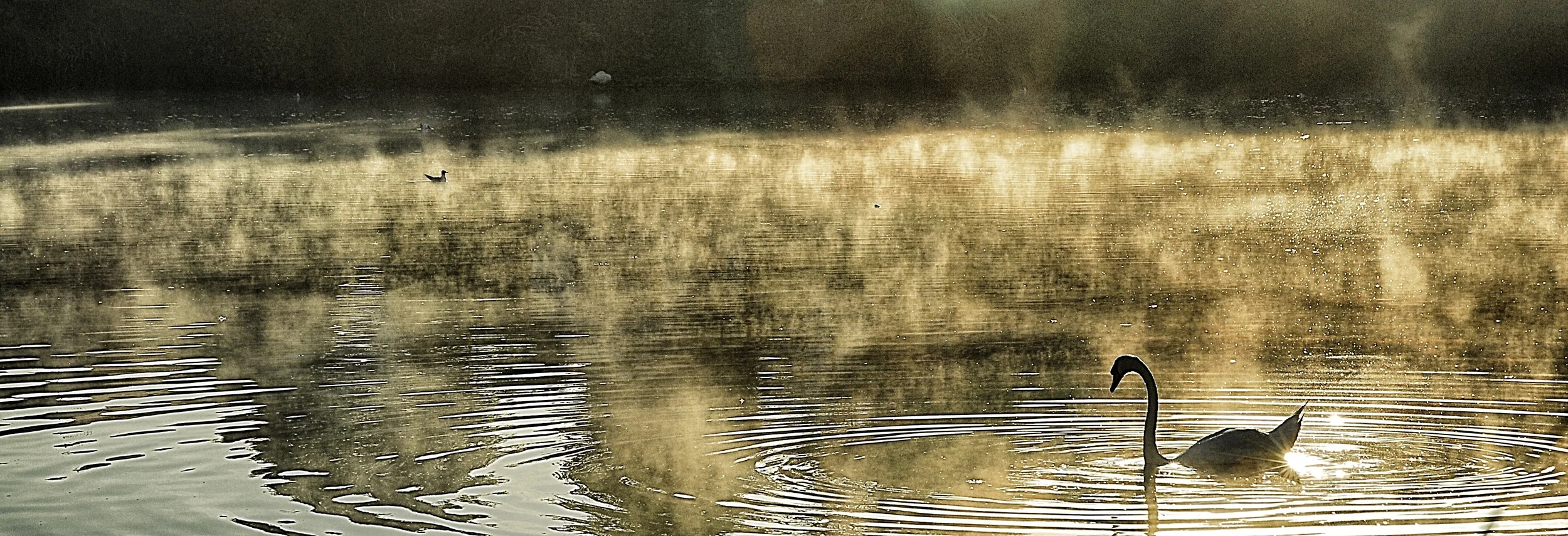 swan21.jpg