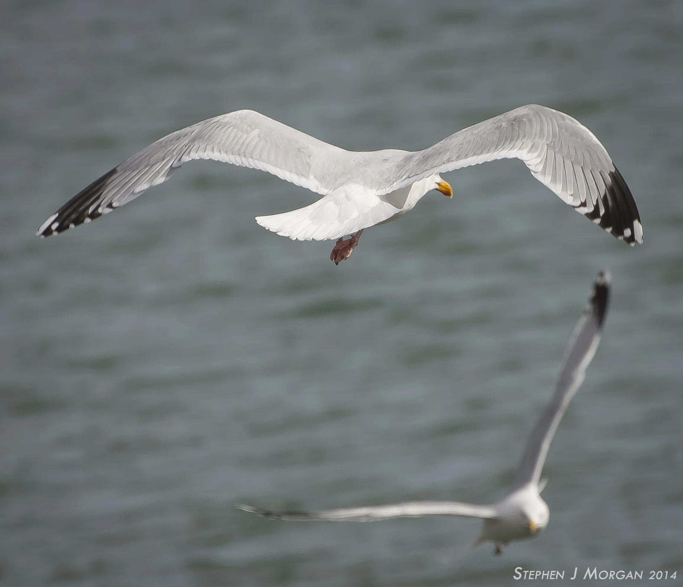 seagul-2.jpg