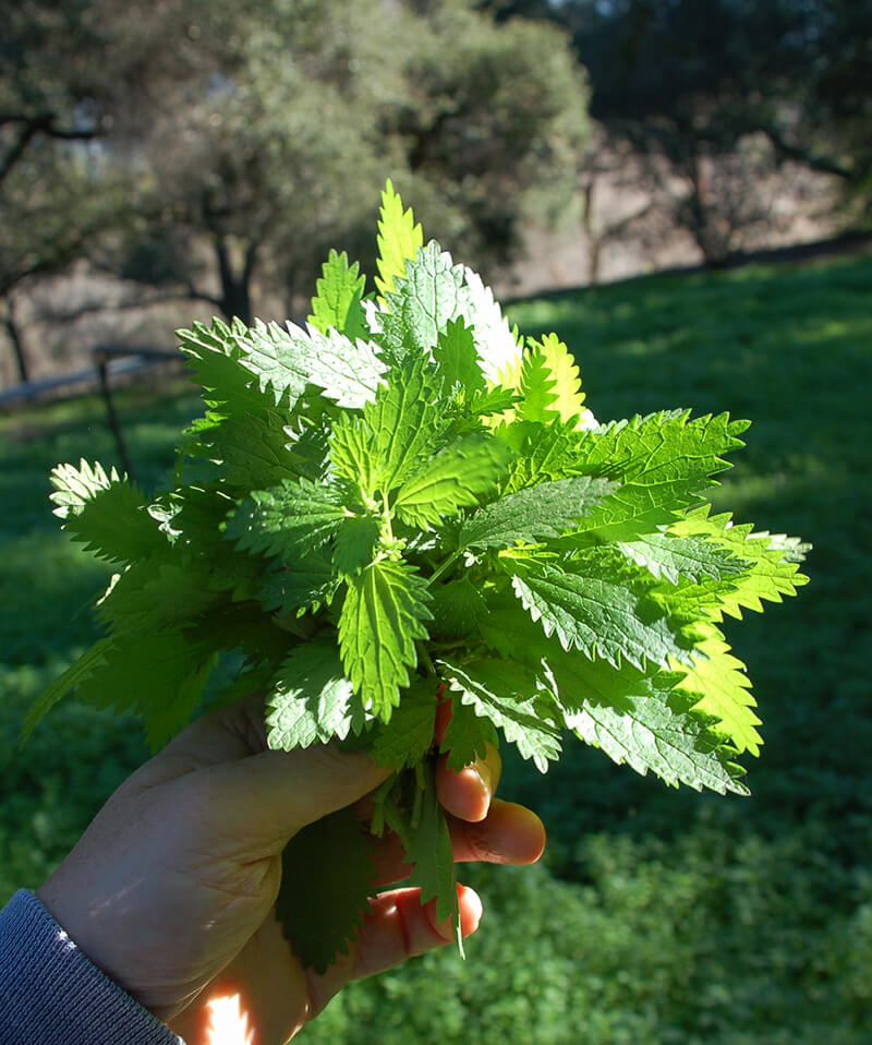 Nettle Bunch DSC_0503.jpg