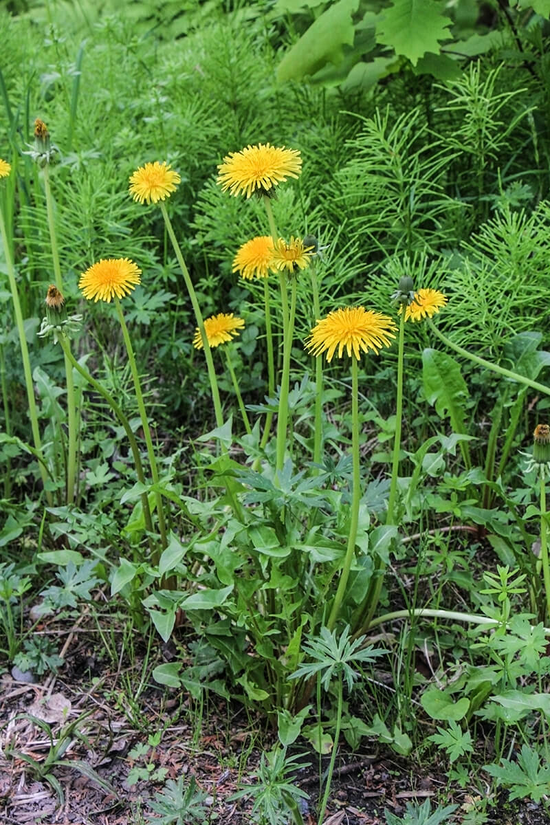 Dandelion Plant 4.jpg