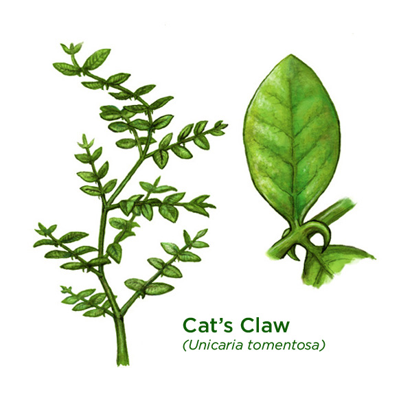 cats-claw_600.jpg
