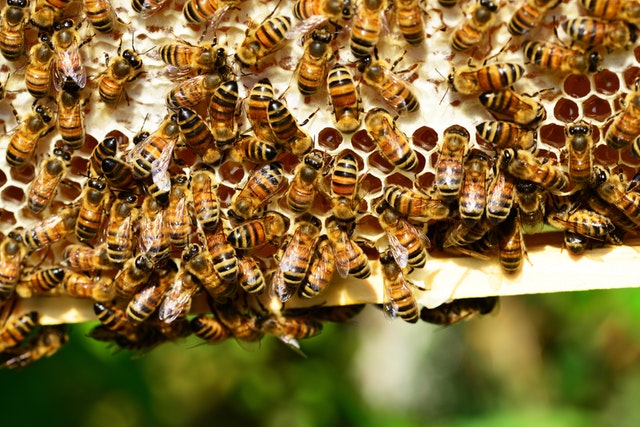honey-bees-bees-hive-bee-hive-53444.jpeg