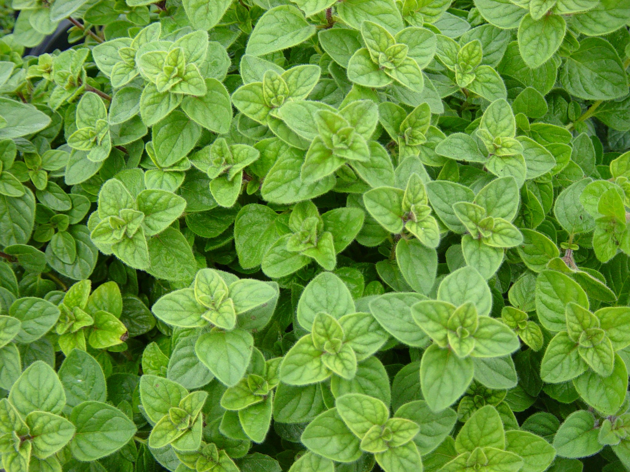 Oregano-plant-Greek-oregano-sept-2015.jpg