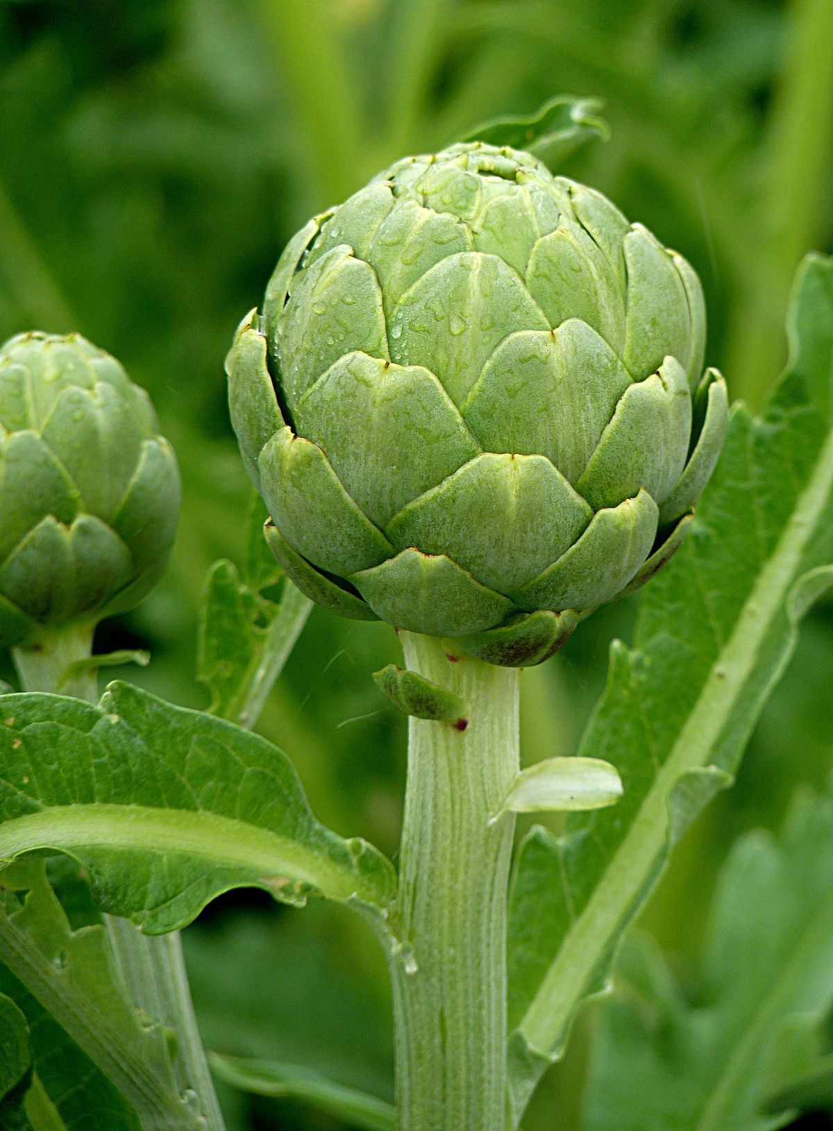 1200px-Artichoke_J1.jpg