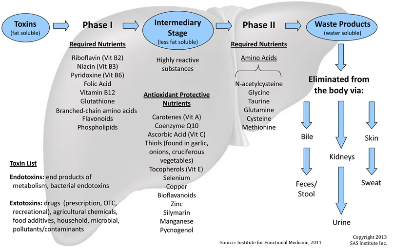 Liver-Detox-Pathyways-Required-Nutrients-Image2.jpg