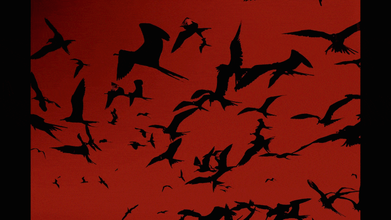 Aves.gif