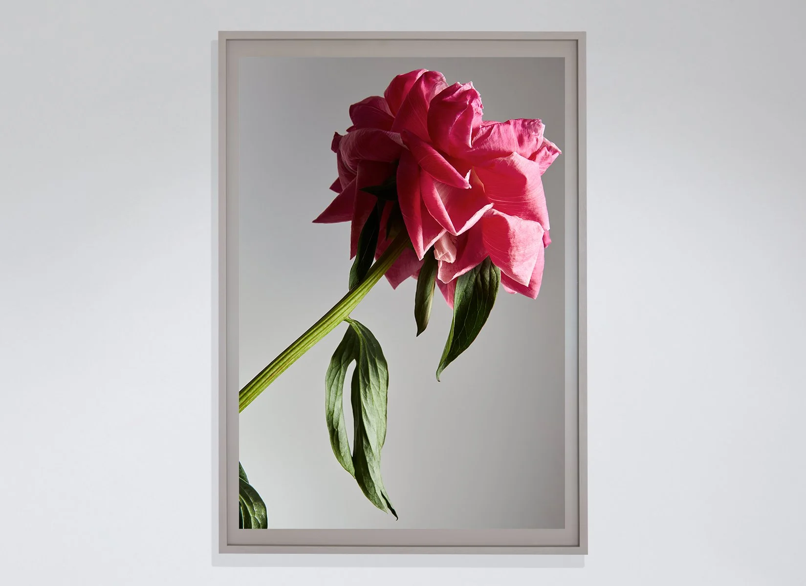 Flower_04_Frame.jpg