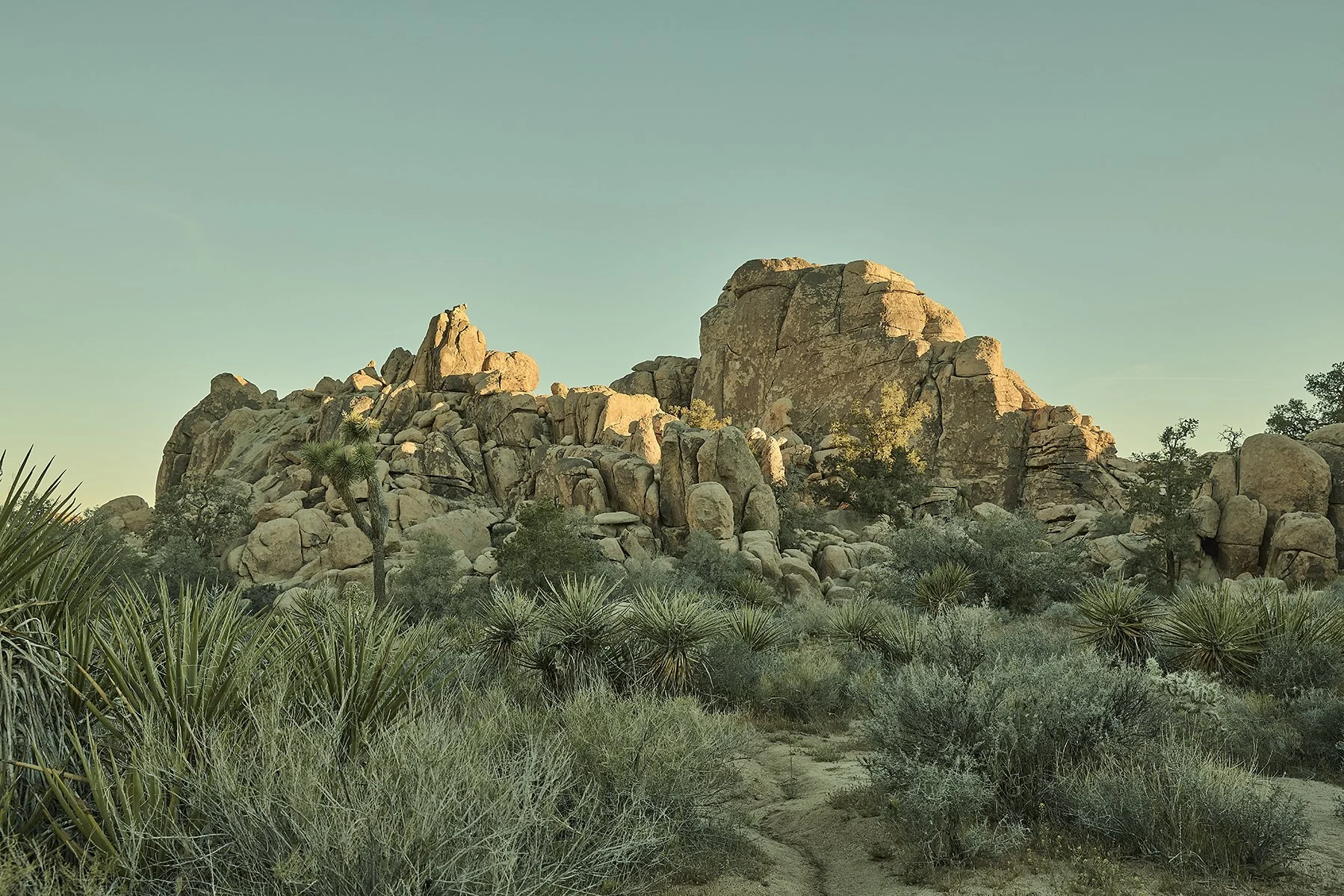 JOSHUA TREE