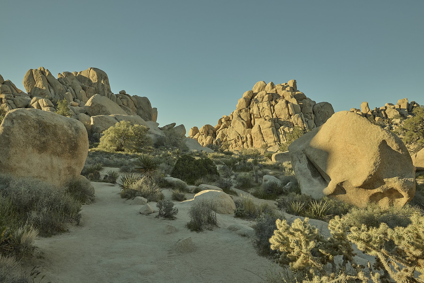 JOSHUA TREE