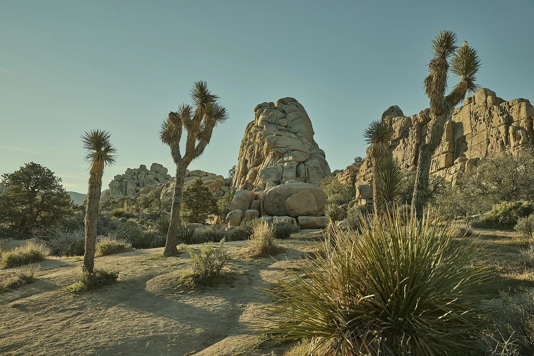 JOSHUA TREE
