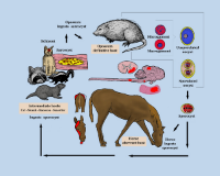 The information presented on this site is taken from the latest veterinary journals, respected magazines, clinical trial reports, and veterinarian recommendations. The information is presented for horse owners to work with their veterinarian to diagnose and treat EPM. The sooner a diagnosis is made and treatment started, the better the prognosis. This site DOES NOT diagnose, or recommend treatment. Only your veterinarian can diagnose and prescribe treatments. These pages were created in response to the negative experience of purchasing a horse that showed EPM symptoms the first week, and the frustration of spending hundreds of hours looking for the latest information on EPM. This information collection is intended as a resource for the equine community.
