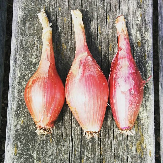 Got threes Torpedo onions from Nicholas