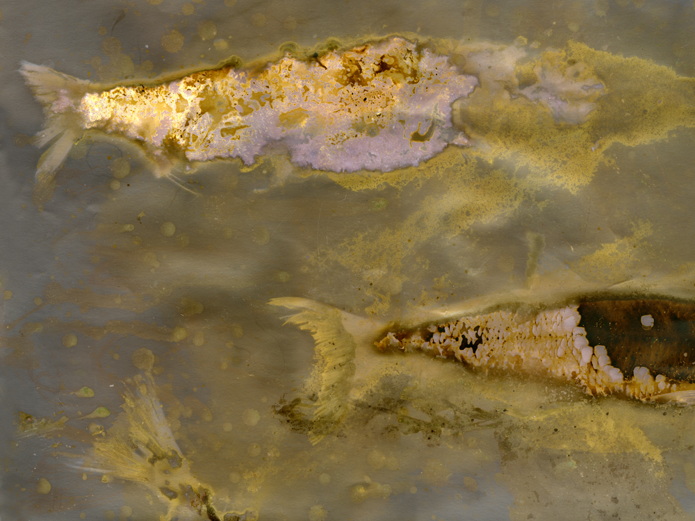 Cry of the Lake Dwellers No. 2
