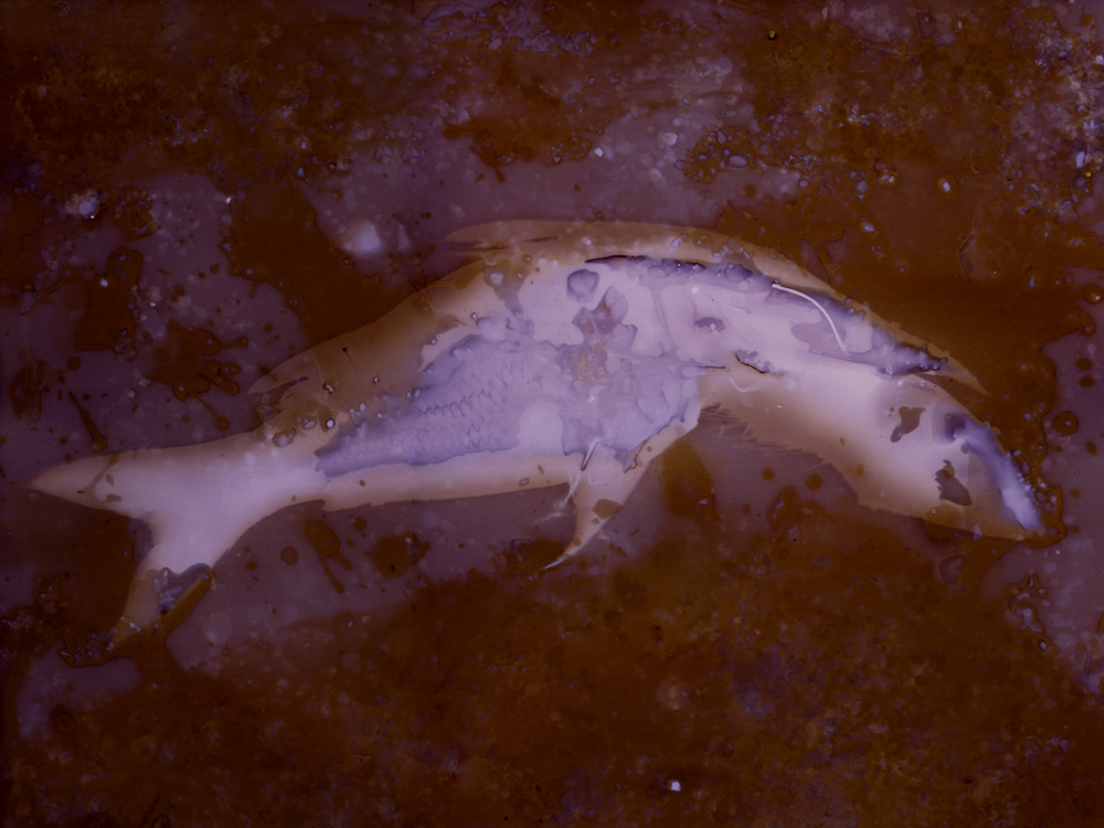 Cry of the Lake Dwellers No. 7