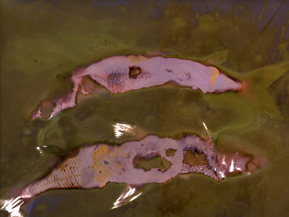 Cry of the Lake Dwellers No. 11
