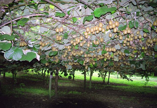 "Kiwifruit-Actinidia deliciosa-plantation" by Klingon. Licensed under CC BY-SA 3.0 via Wikimedia Commons - Link