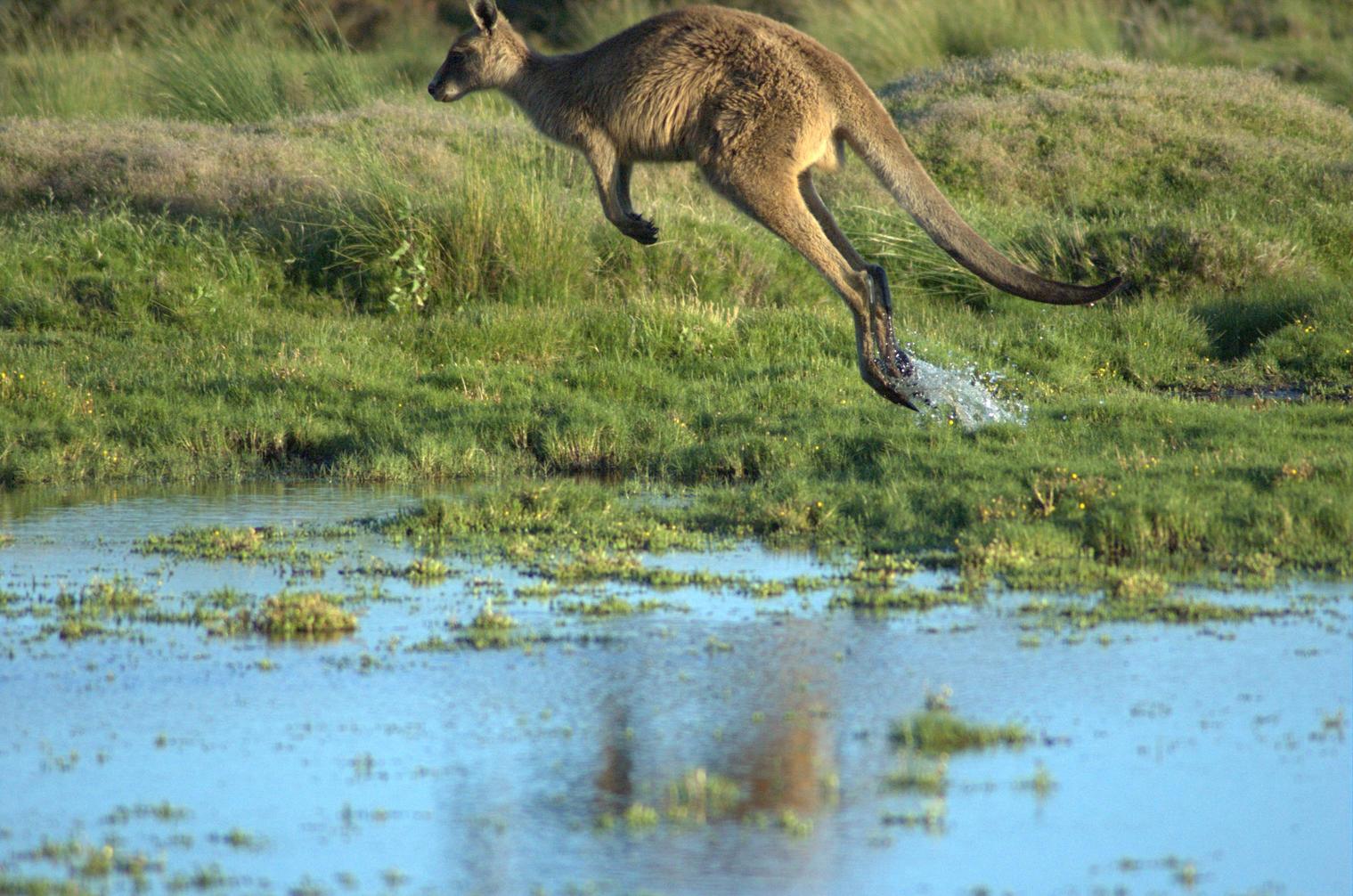 "Kangaroo-in-flight" by PanBK at Wikipedia. Licensed under CC BY-SA 3.0 via Wikimedia Commons - Link