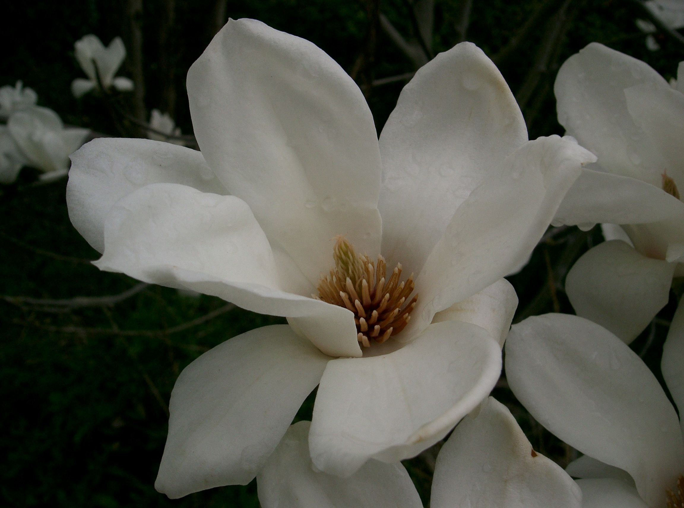 https://commons.wikimedia.org/wiki/File:Magnolia_denudata2.jpg