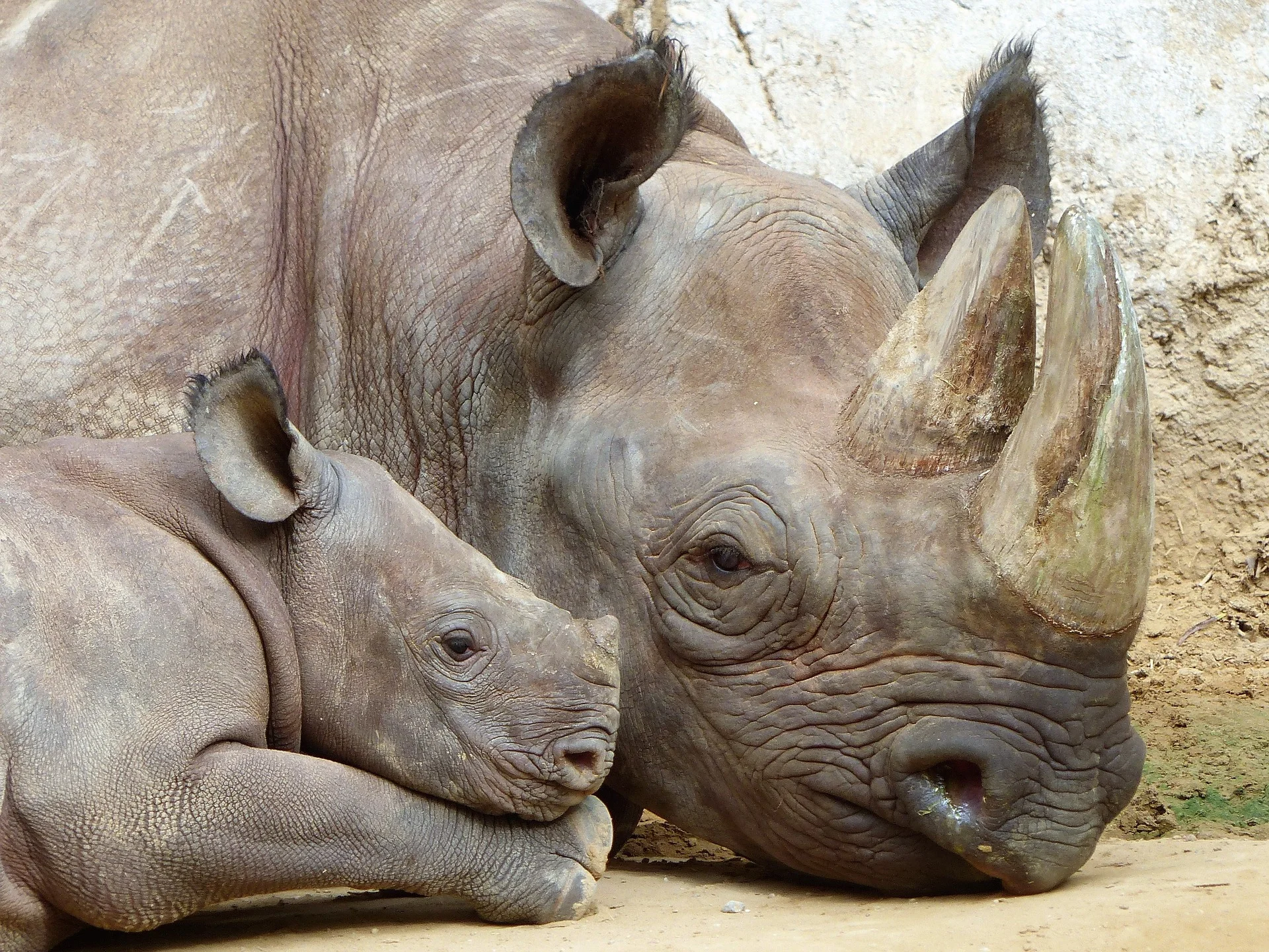 Rhinos at the Madgeburg Zoo in Madgeburg, Germany.
