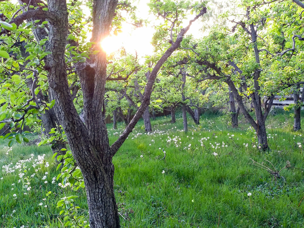 pear up web 1.jpg