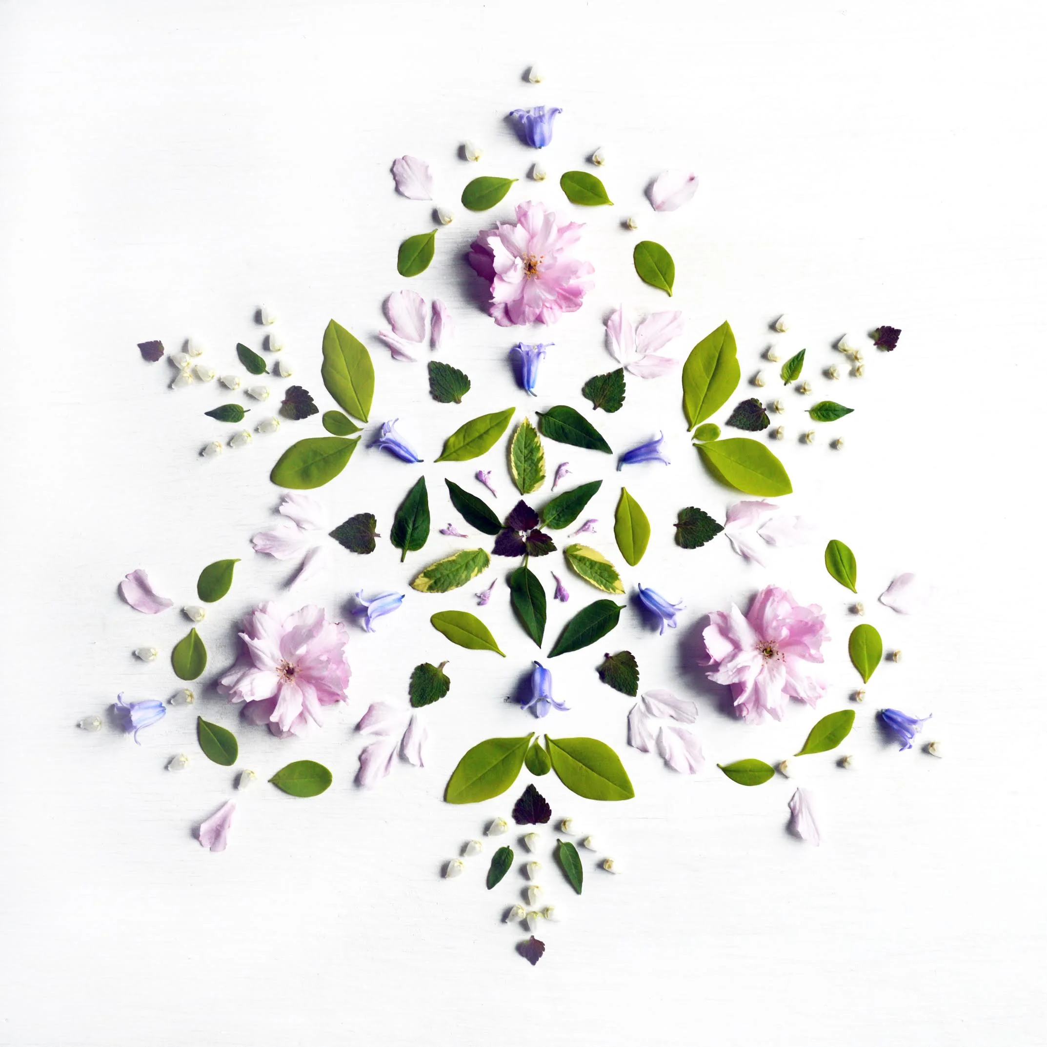 Creating Meditative Plant Art (July 2017)