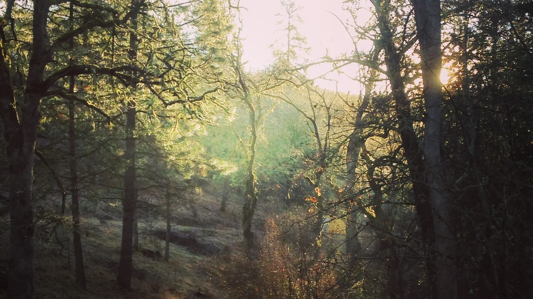 Wolf_Gulch_Trees_Dawn_MMM.jpeg